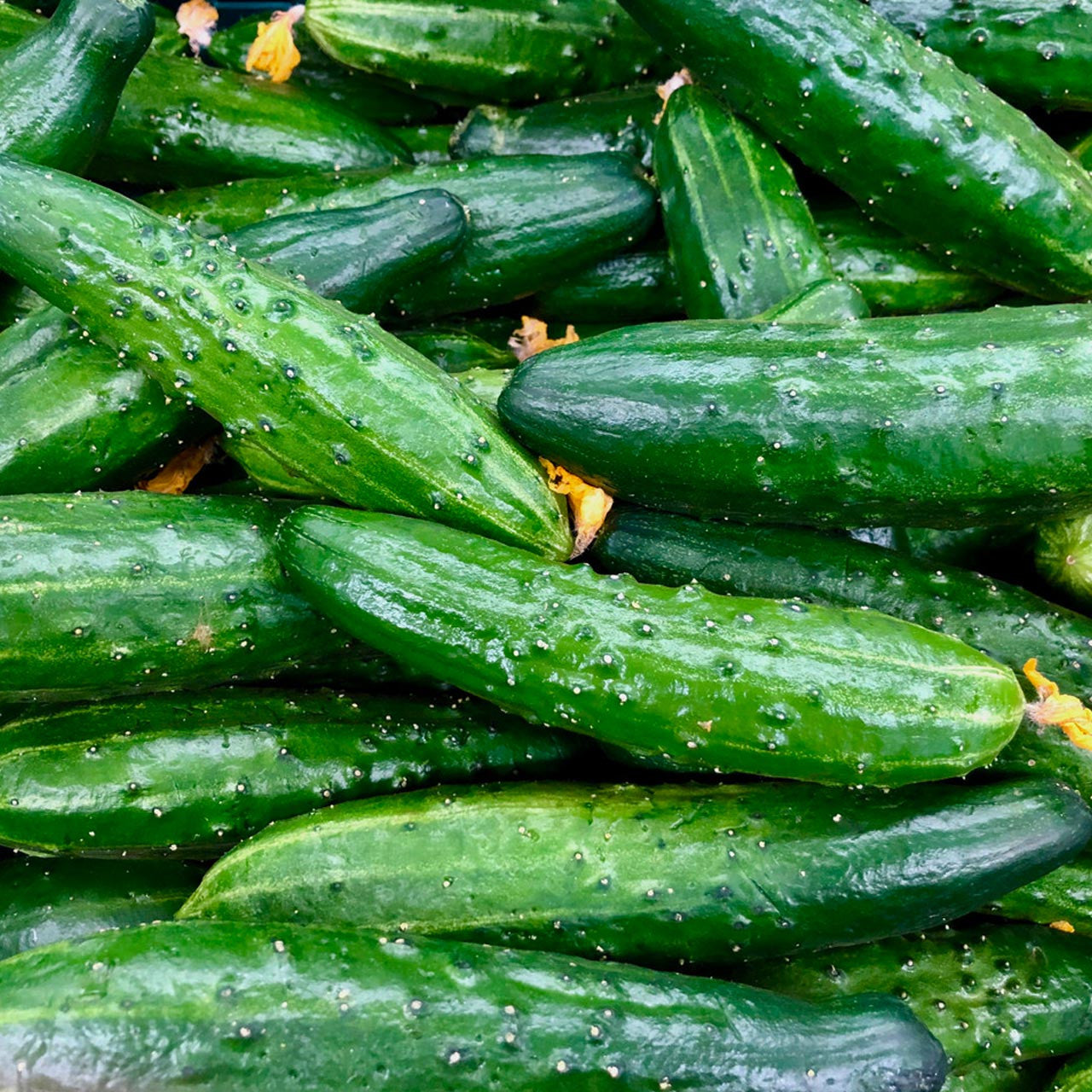 china jade cucumber plant China Jade Cucumber (Cucumis sativus)