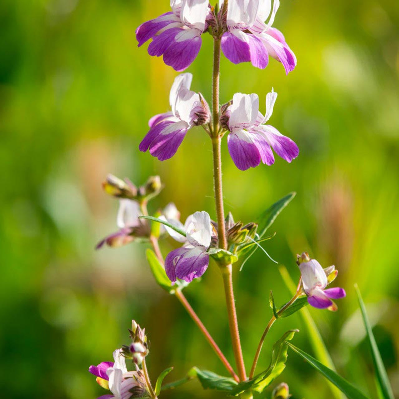 chinese houses plant Chinese Houses (Collinsia heterophylla)