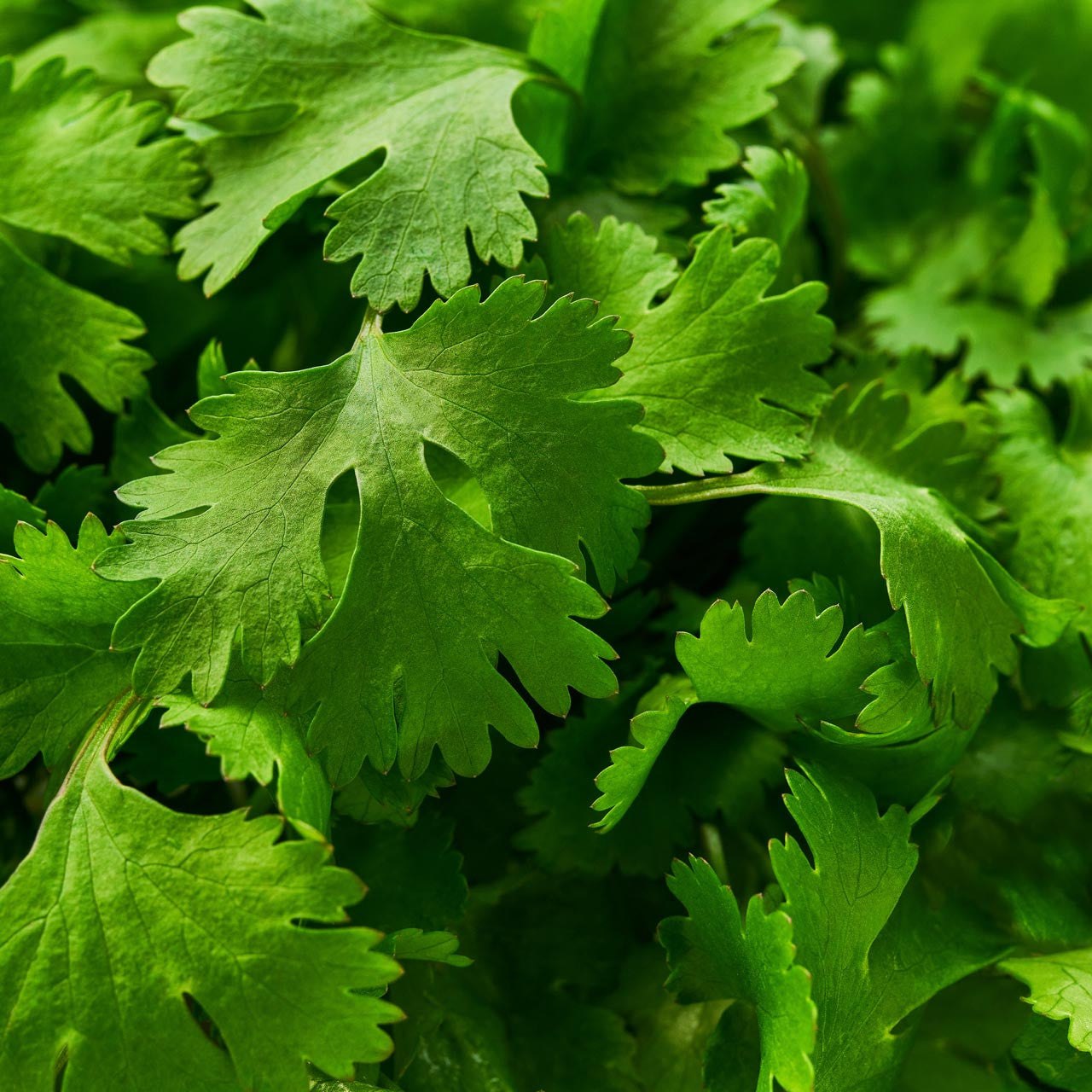 Cilantro Coriander Coriandrum Sativum Annies Heirloom Seeds cilantro-coriander-coriandrum-sativum-annies-heirloom-seeds
