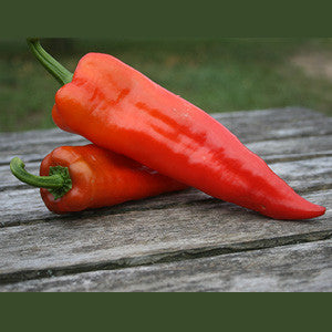 Corno di Toro Rosso Pepper (Capsicum annuum)