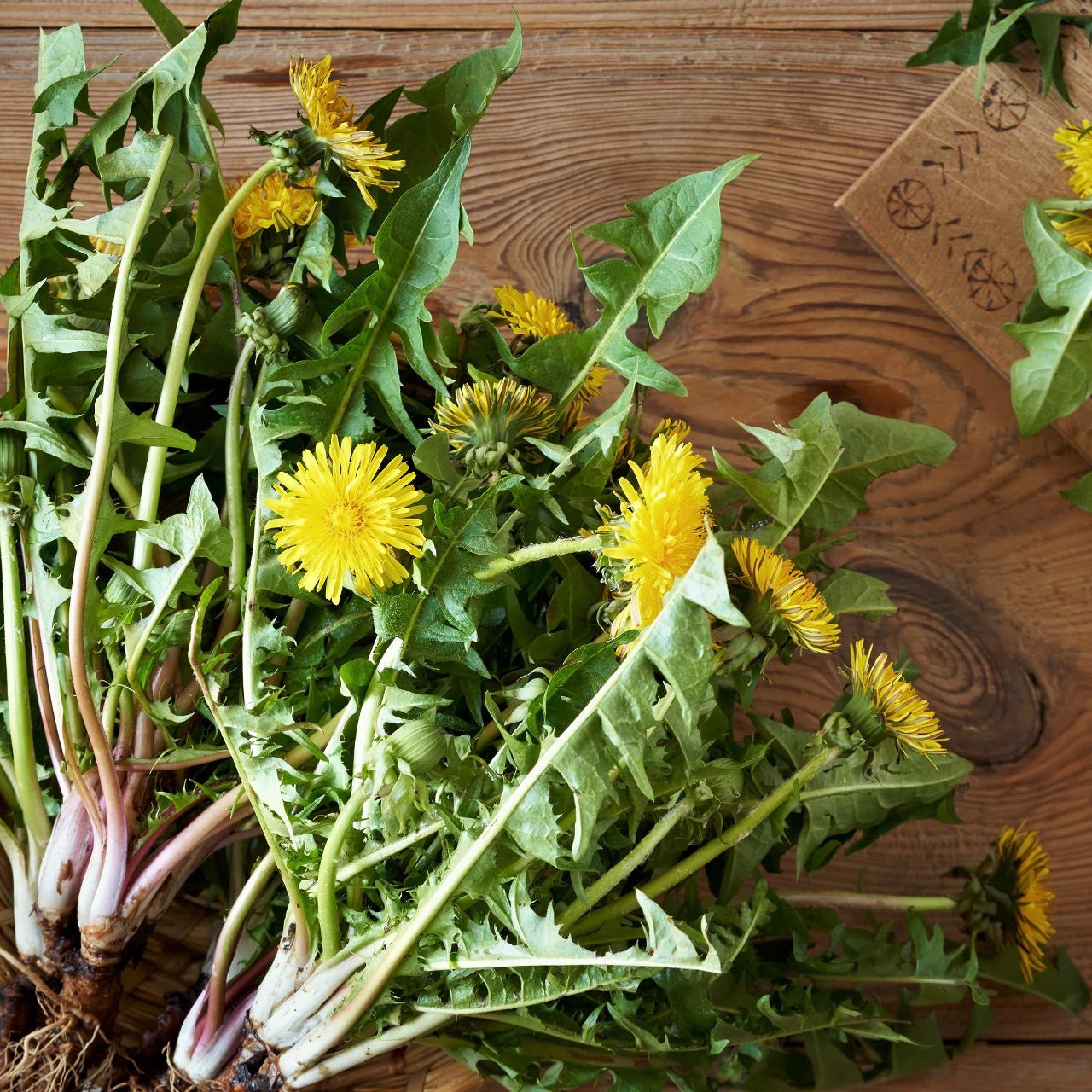 dandelion house plant Dandelion (Taraxacum officinale) Perennial