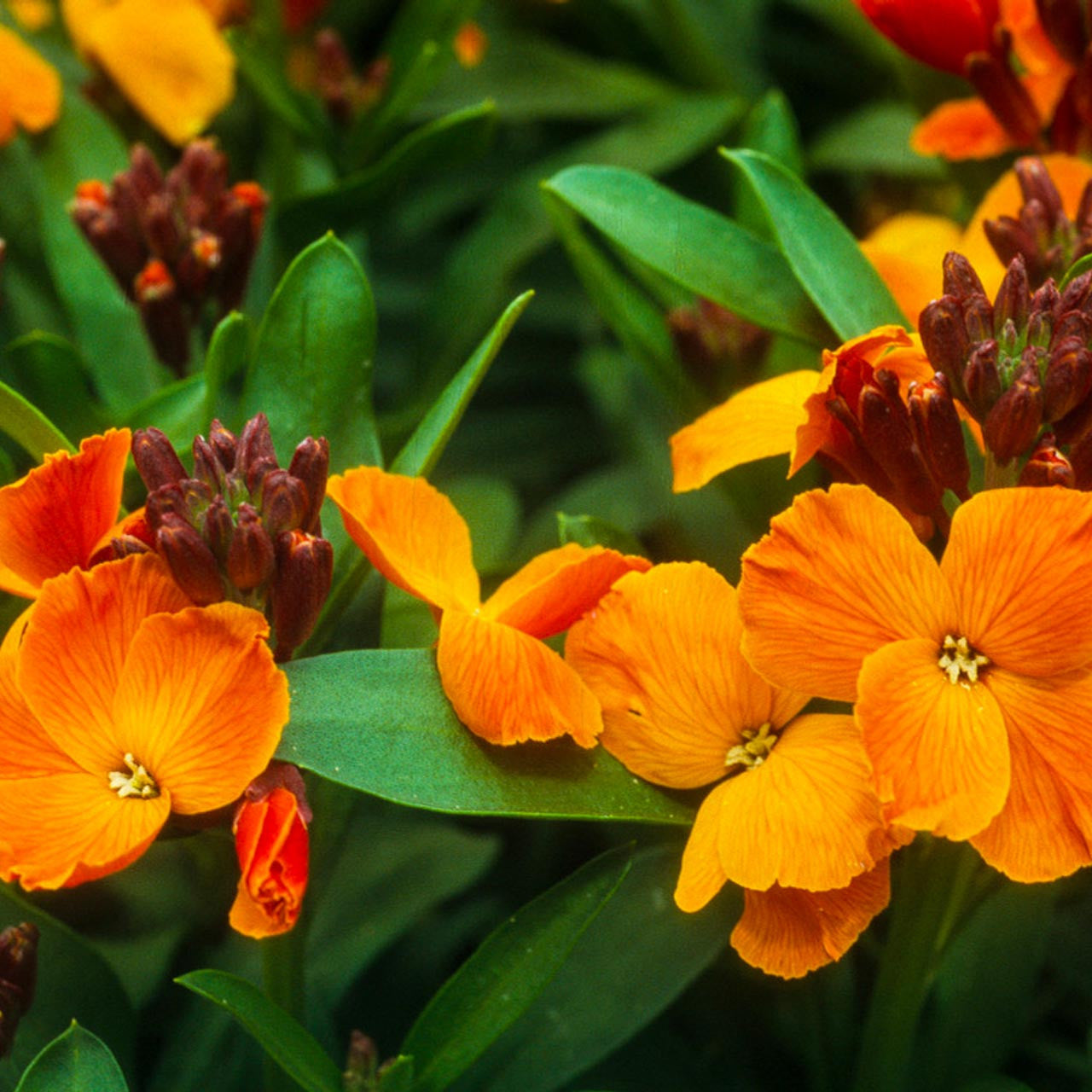 wall flower seeds Fair Lady Wallflower (Cheiranthus cheiri) Annual
