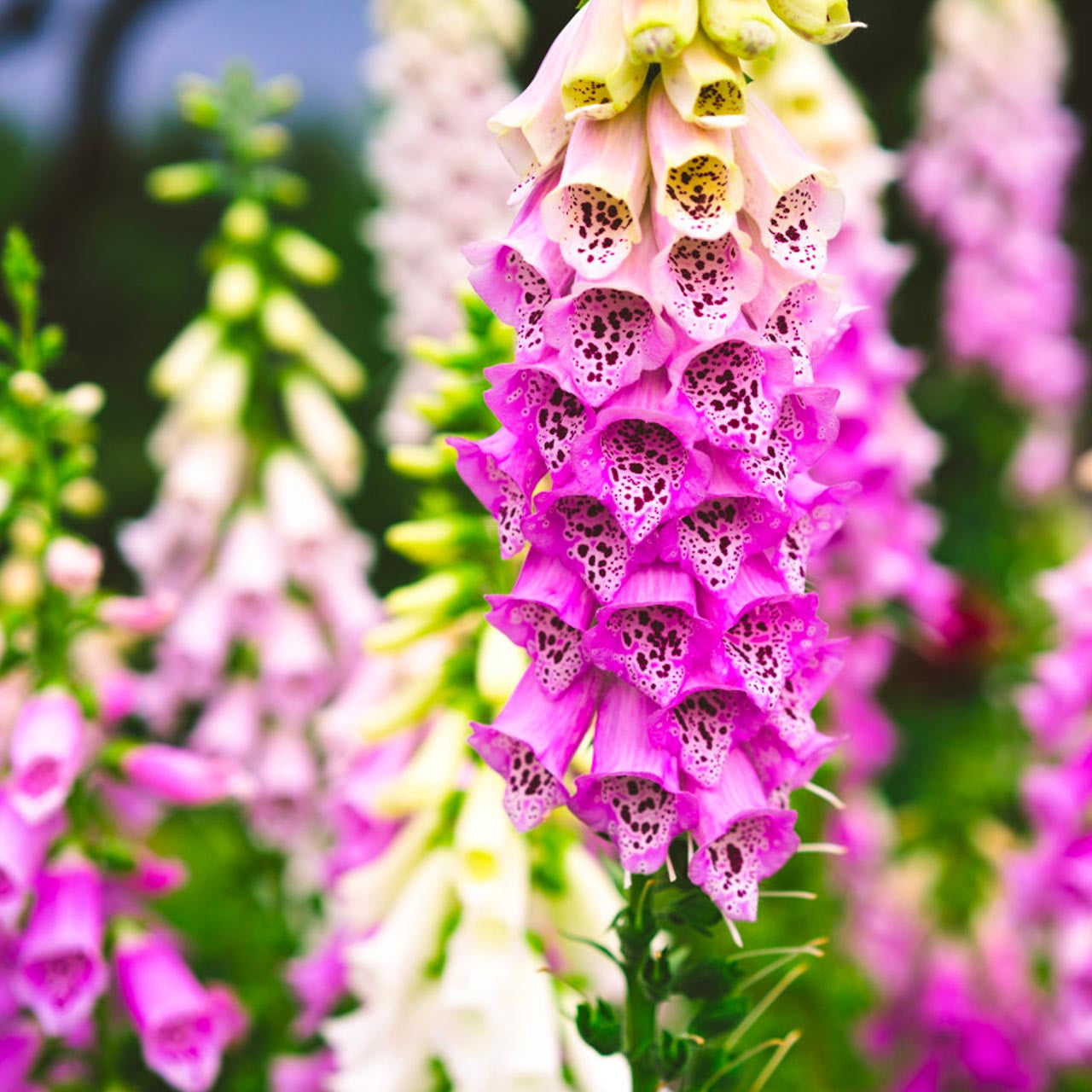foxglove gardening gloves Foxglove (Digitalis purpurea)