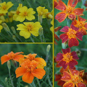 gem marigold seeds Gem Marigold Mix (Tagetes tenuifolia) – Annies Heirloom Seeds