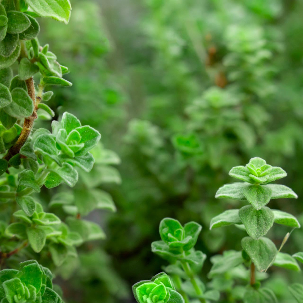 succulent oregano Greek Oregano (Origanum heracleoticum)