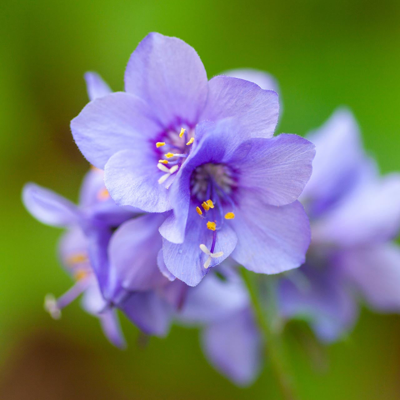 jacob's ladder plant seeds Jacob’s Ladder (Polemonium caeruleum)