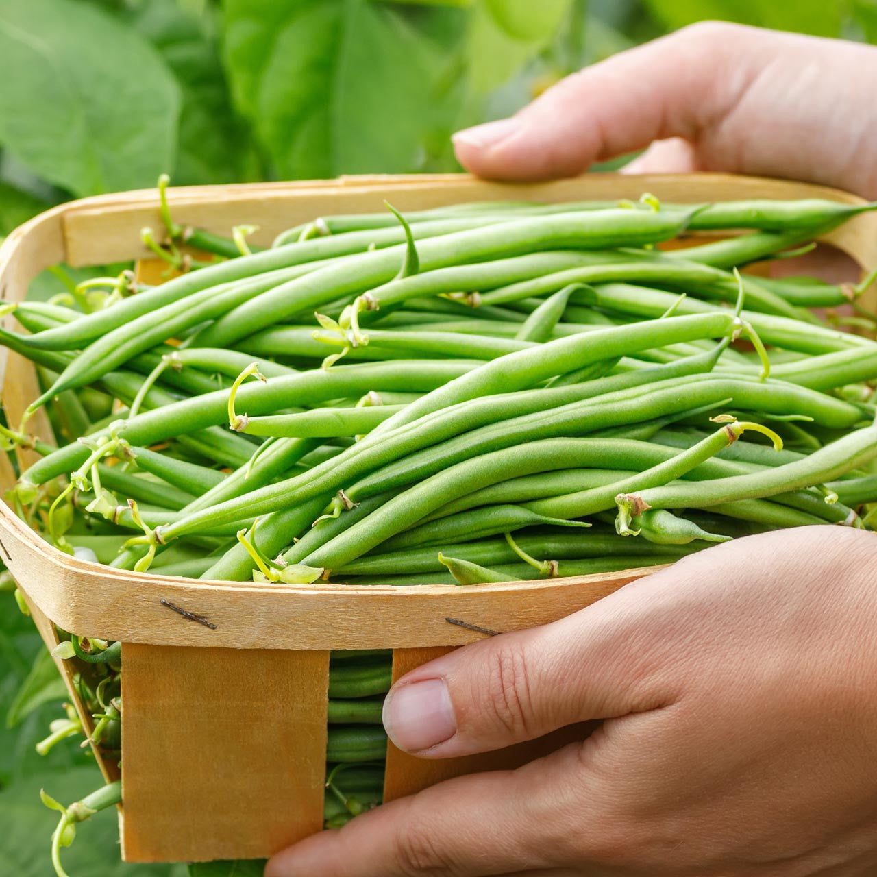 jade bean plant Organic Jade Bush Bean (Phaseolus vulgaris)