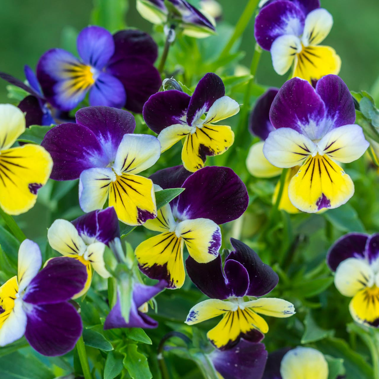 johnny jump up seeds planting Johnny Jump Up Viola (Viola tricolor)