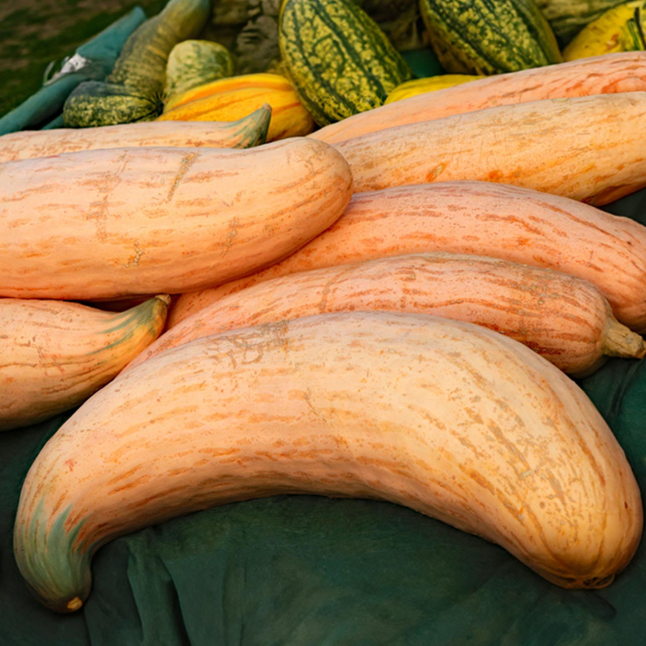 Jumbo Pink Banana Squash Seeds - Grow 4 Foot Long, 70 Pound Squash - 7 Seeds Packet