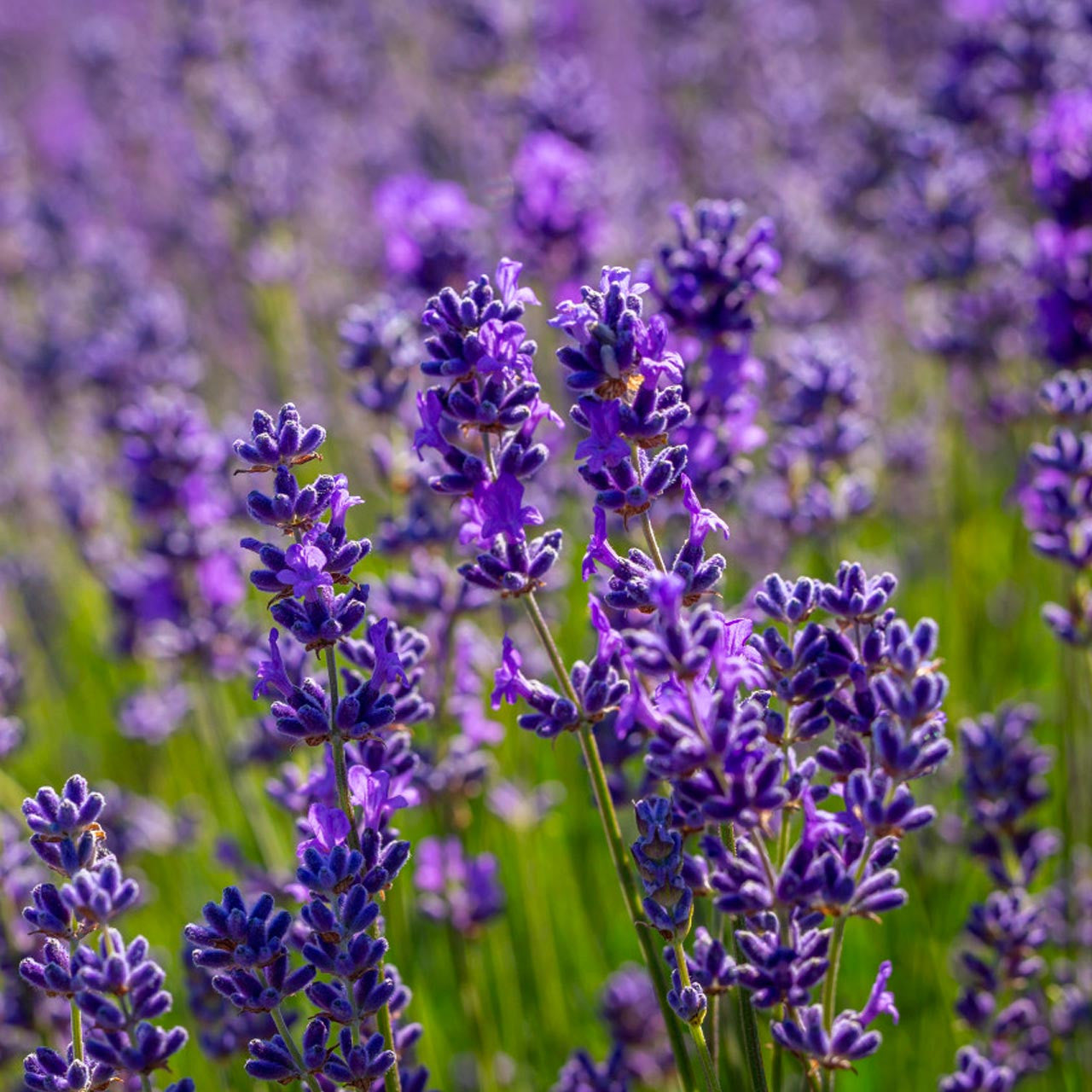 lavender plants next day delivery Lavender Vera (Lavandula angustifolia) Perennial