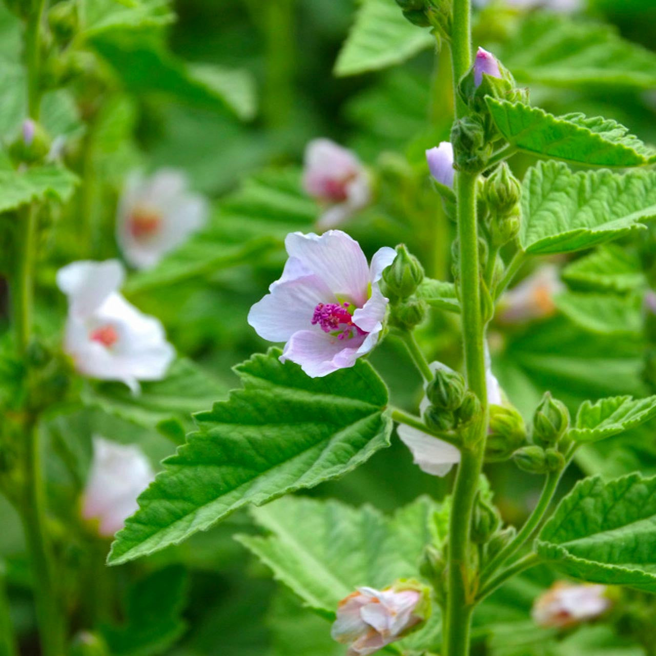 marshmallow plant seeds for sale Marshmallow (Althaea officinalis)