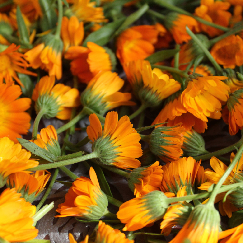 Featured Annies Heirloom Seeds