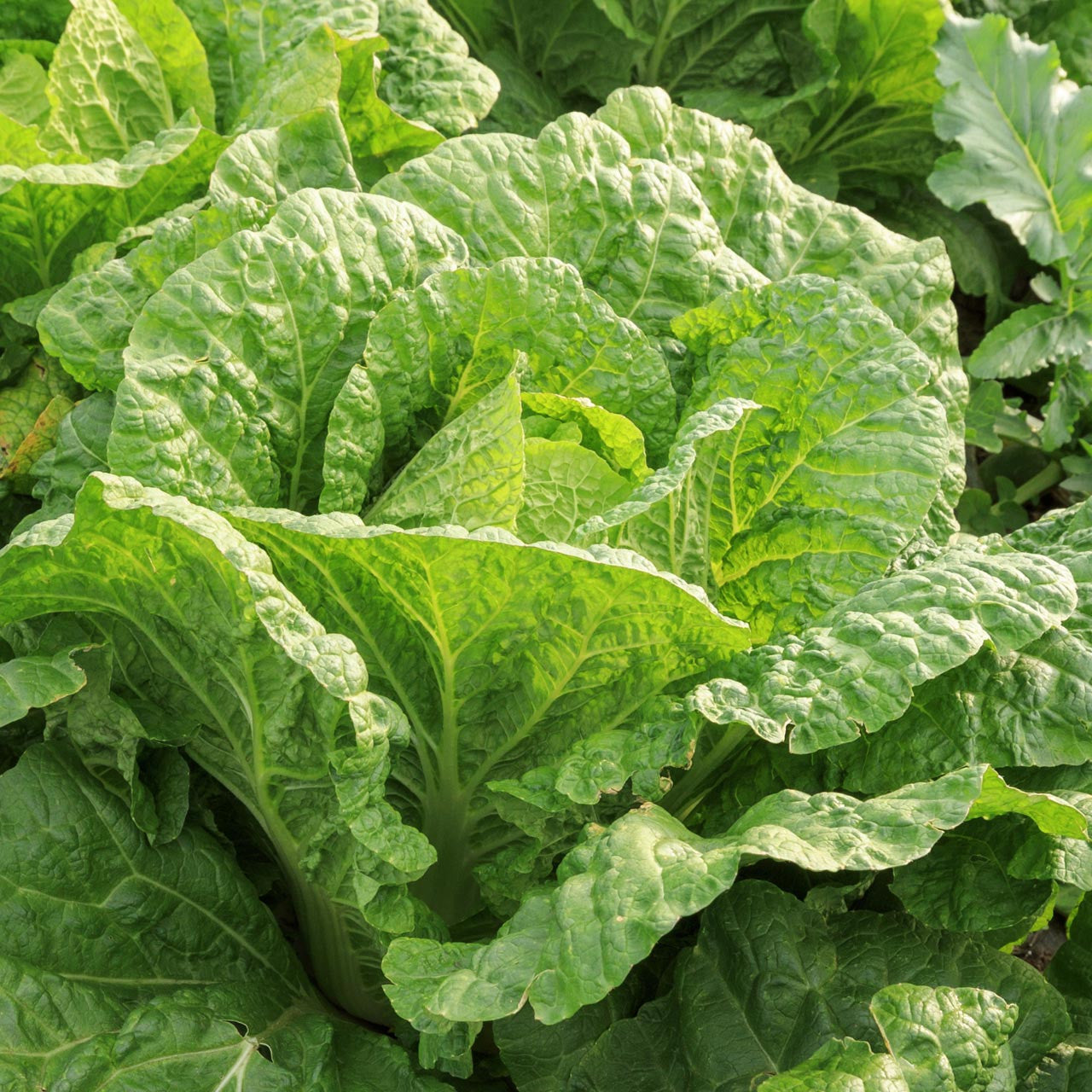 chinese cabbage succulent Michihli Chinese Cabbage (Brassica rapa)