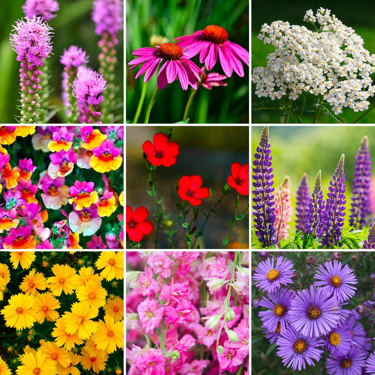 perennial wild flower seed mix Annie’s Northeastern Wildflower Mix