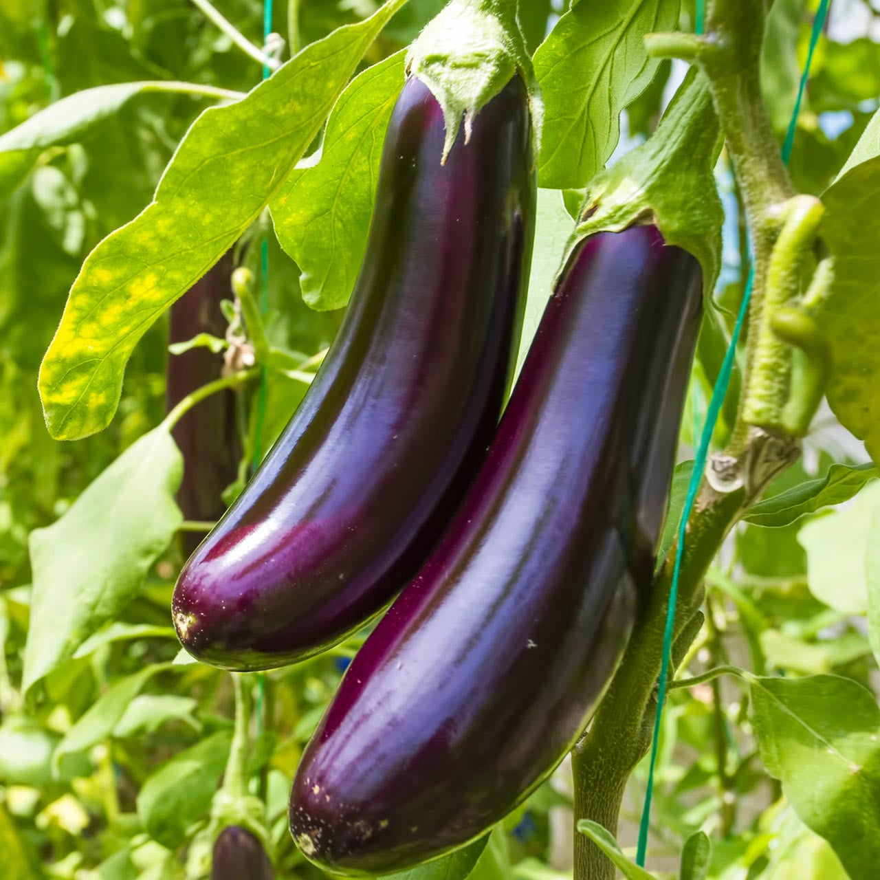 succulent eggplants Organic Diamond Eggplant (Solanum melongena)