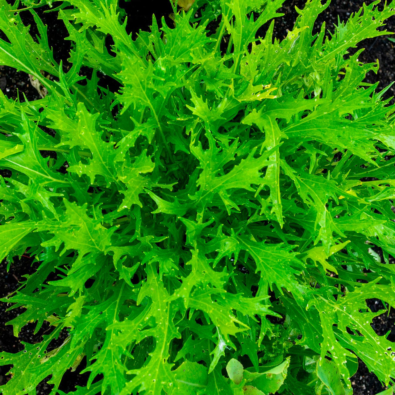 Mizuna japanese mustard plant Brassicaceae Brassica juncea Asia Stock Mizuna japanese mustard plant Brassicaceae Brassica juncea Asia Stock