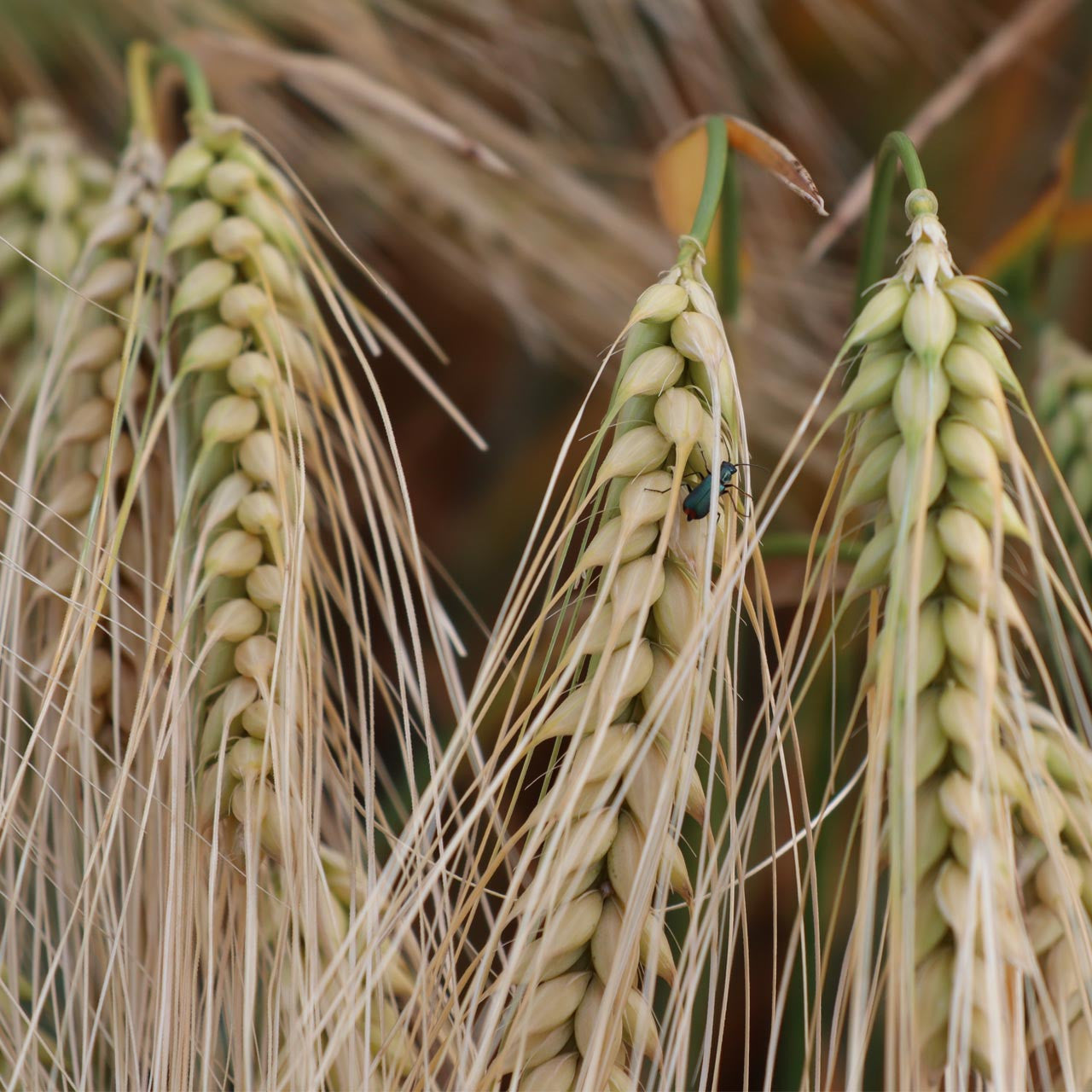 einkorn wheat seeds for planting Organic Einkorn Wheat (Triticum monococcum)