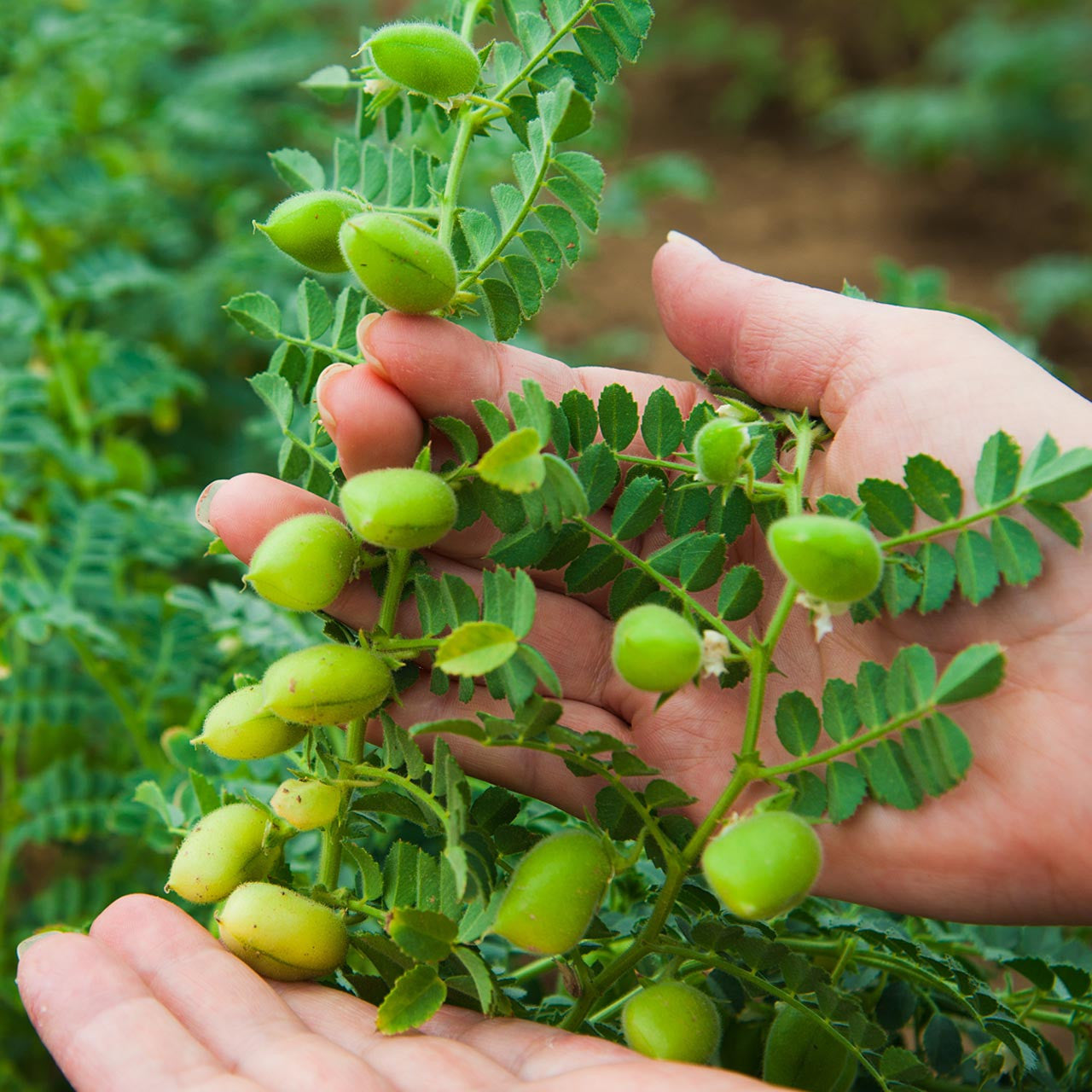 garbanzo seeds for planting Organic Garbanzo (Chickpea) Bean (Cicer arietinum)