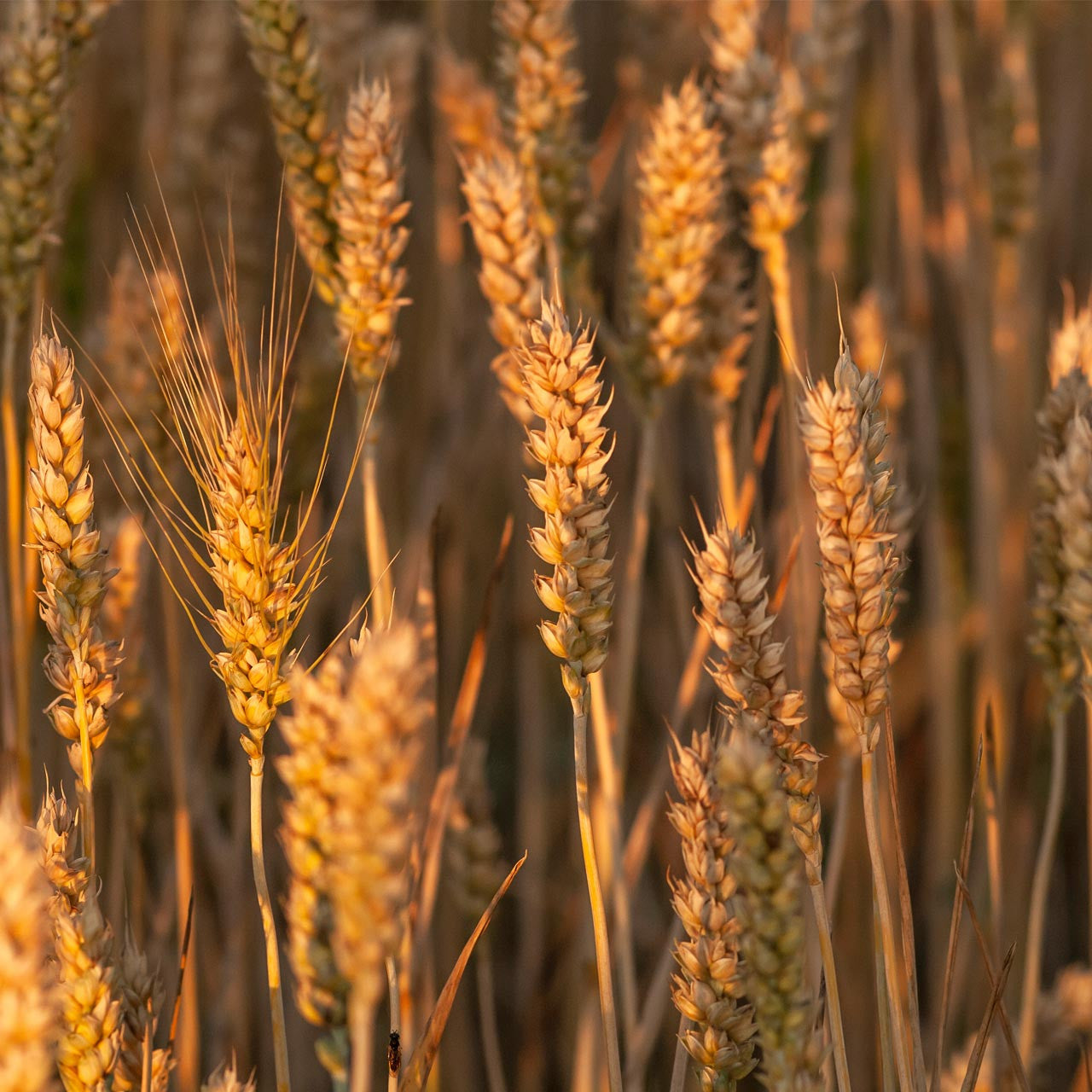 kamut seeds for planting Organic Kamut®/Khorasan (Triticum turanicum)