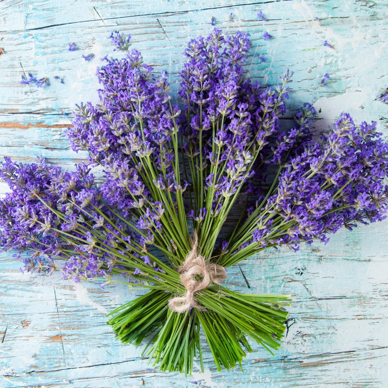 organic lavender plants Organic Lavender Vera (Lavandula angustifolia)