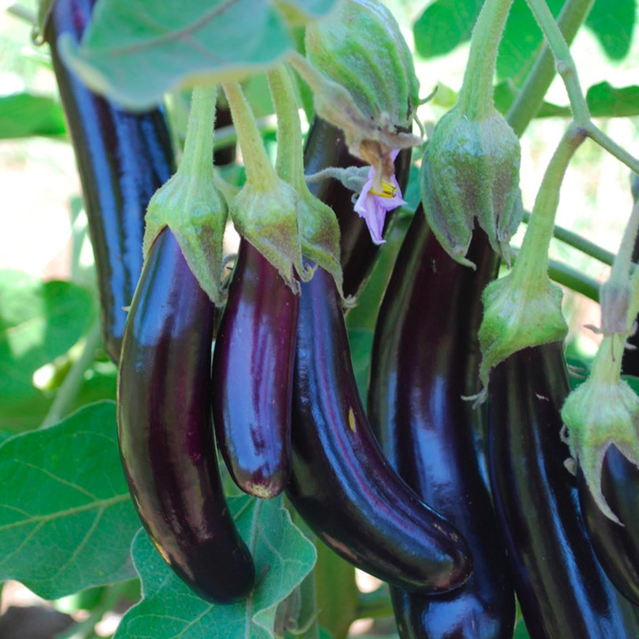 eggplant plant seeds Organic Little Fingers Eggplant (Solanum melongena)