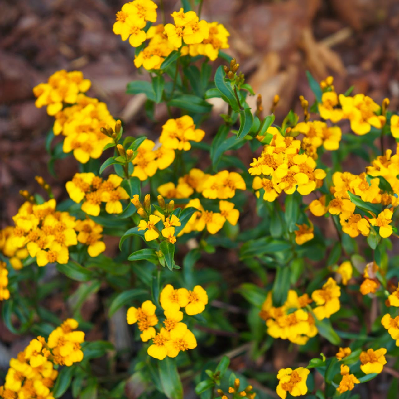 mexican marigold seed Organic Mexican Mint Marigold (Tagetes lucida)