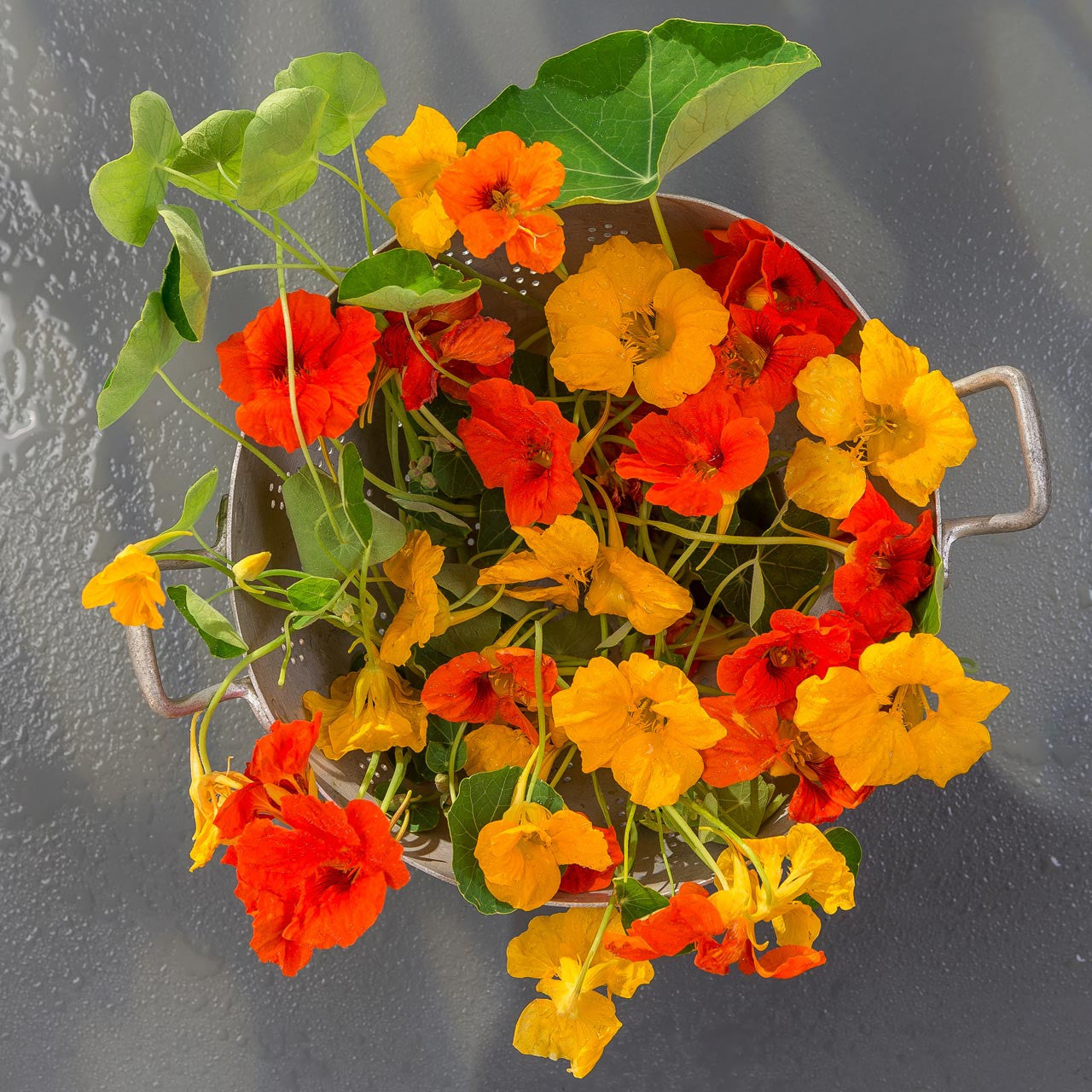 nasturtium flower seeds Organic Nasturtium Blend (Tropaeolum majus) Annual – Annies Heirloom Seeds