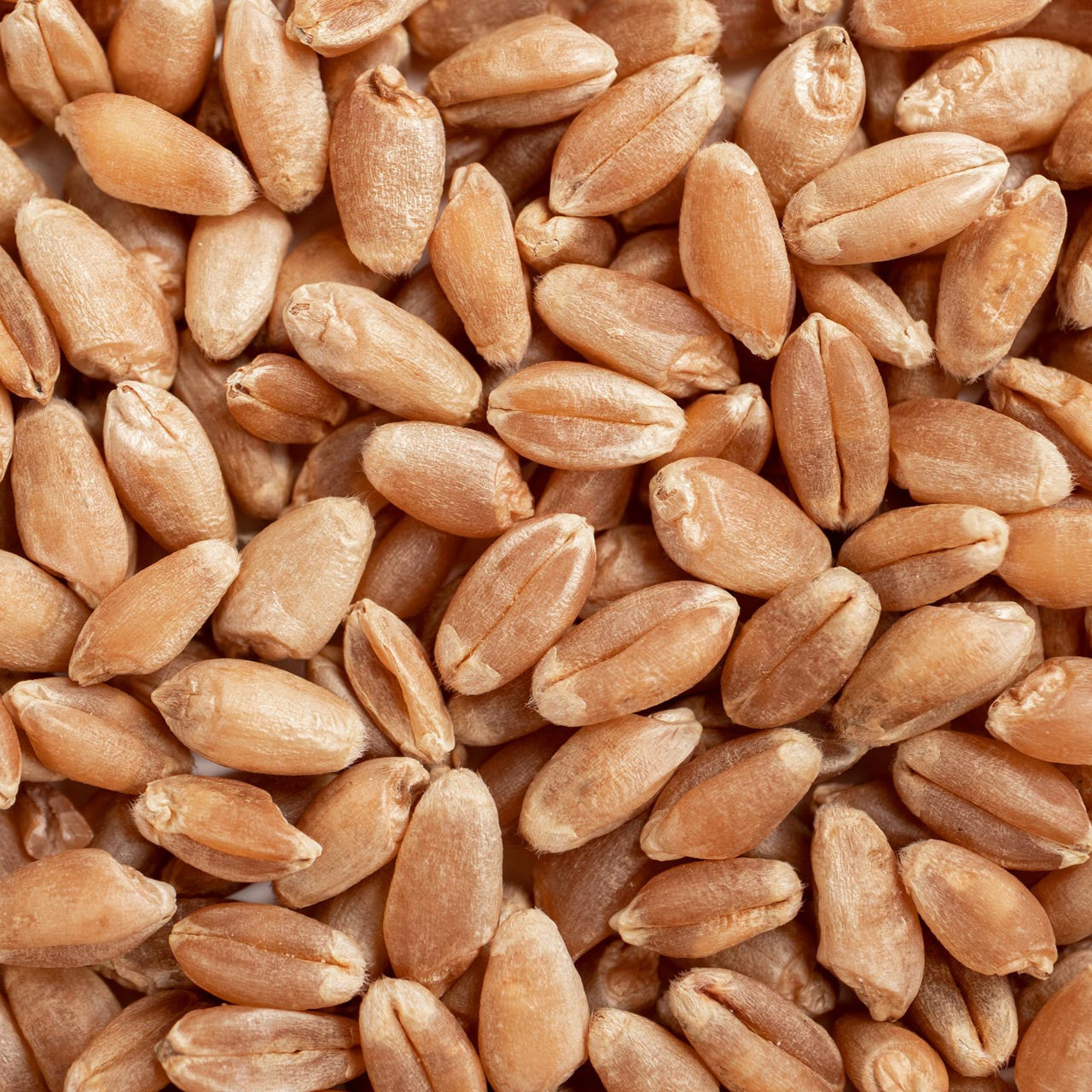 spring wheat seeds for planting Organic Red Fife Spring Wheat (Triticum aestivum)