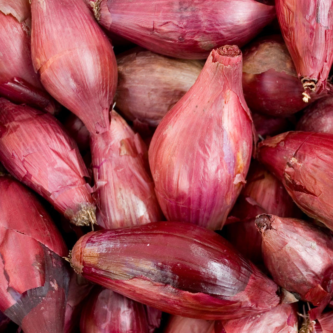 plant red onion seeds Organic Red Long of Florence Onion (Allium cepa) Long Day