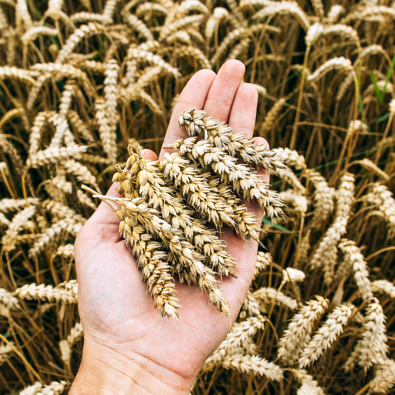 spelt seed for planting Organic Spelt (Triticum spelta)