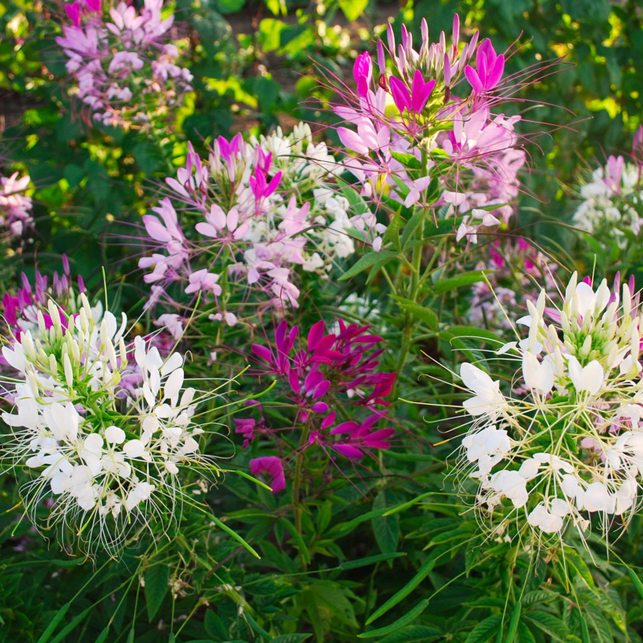 cleome spider plant Organic Spider Flower Mixture (Cleome hassleriana)