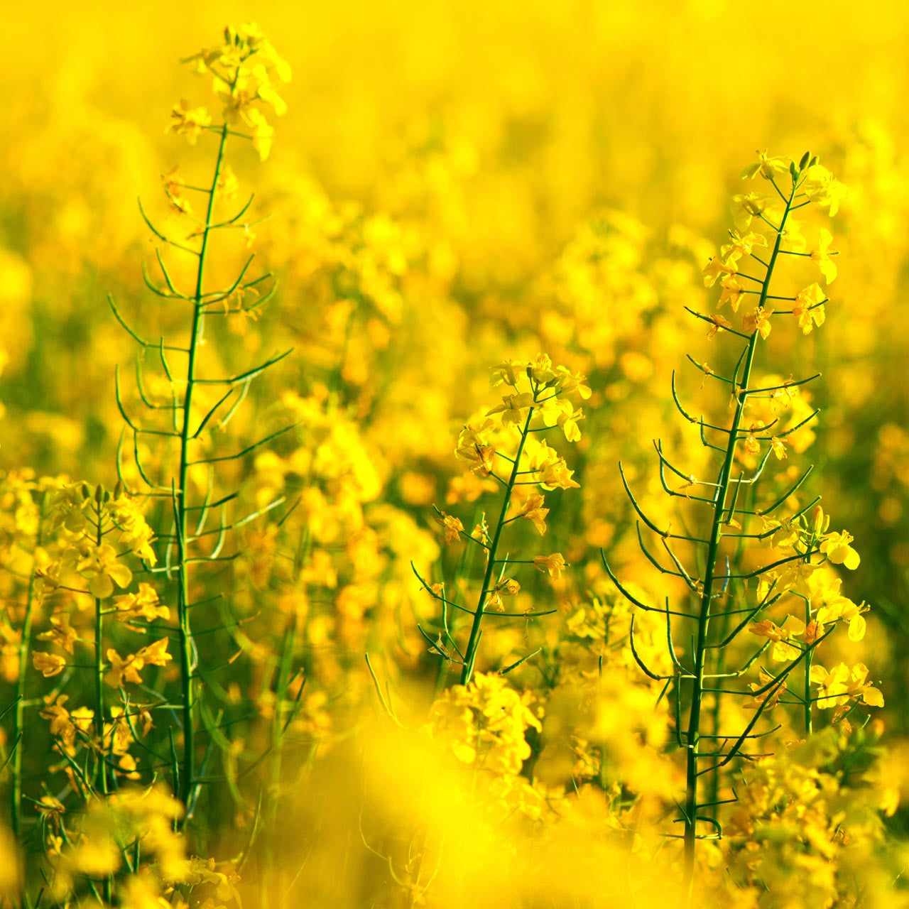 plant canola seed Organic Spring Rapeseed Canola (Brassica napus) Biennial