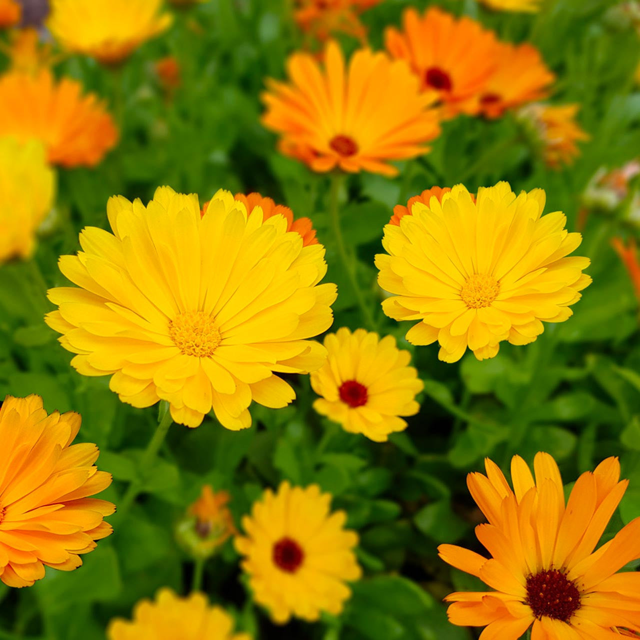 Semi Di Calendula (Calendula Officinalis), 5000 Semi Sfusi, OVM Seeds - Foto 3