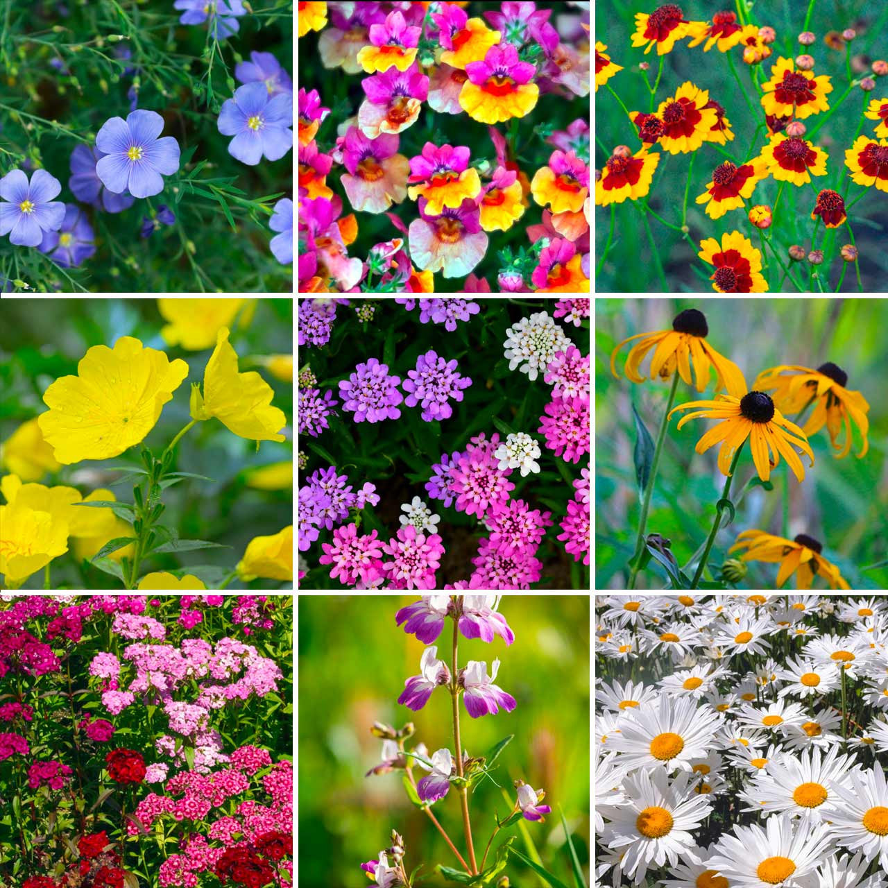 wildflower seeds perennial Annie’s Pacific Northwest Wildflower Mix