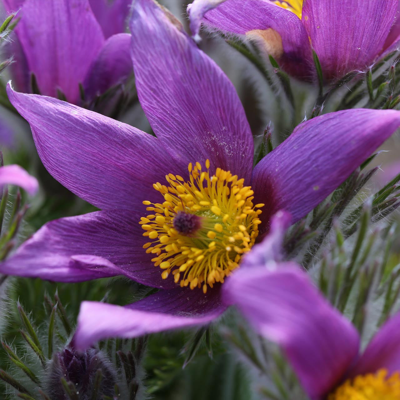 pasque flower from seed Pasque Flower (Anemone pulsatilla) Perennial – Annies Heirloom Seeds