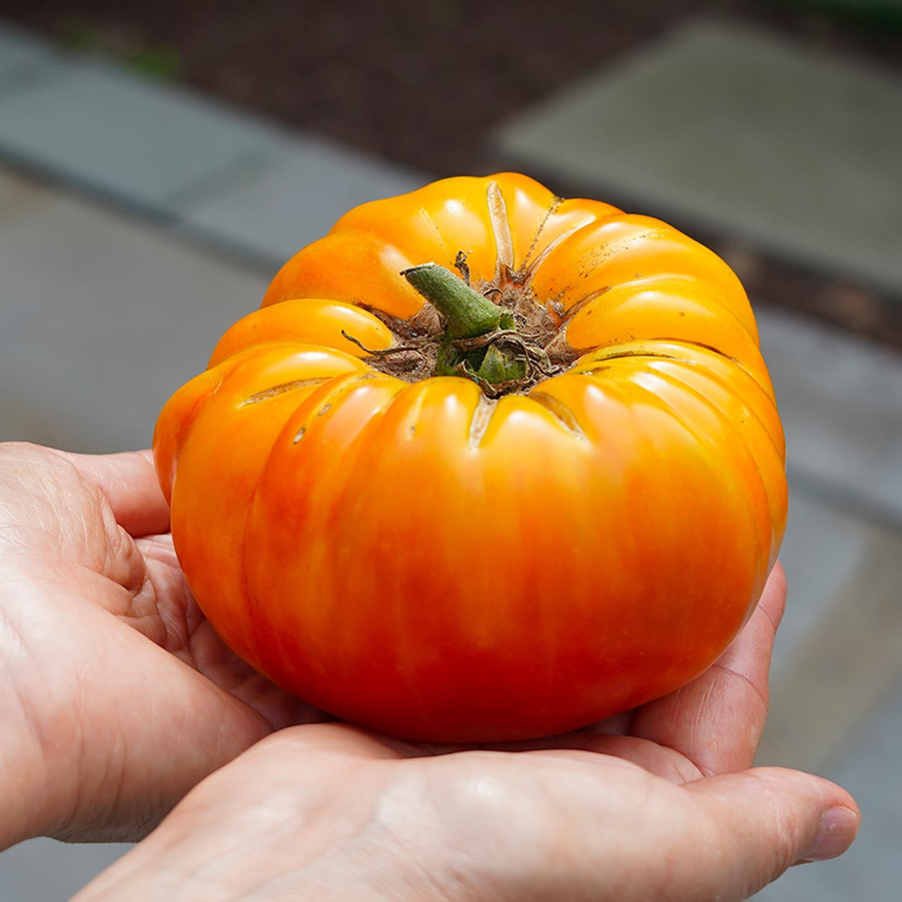 pineapple tomato plant Pineapple Hawaiian Tomato (Solanum lycopersicum)