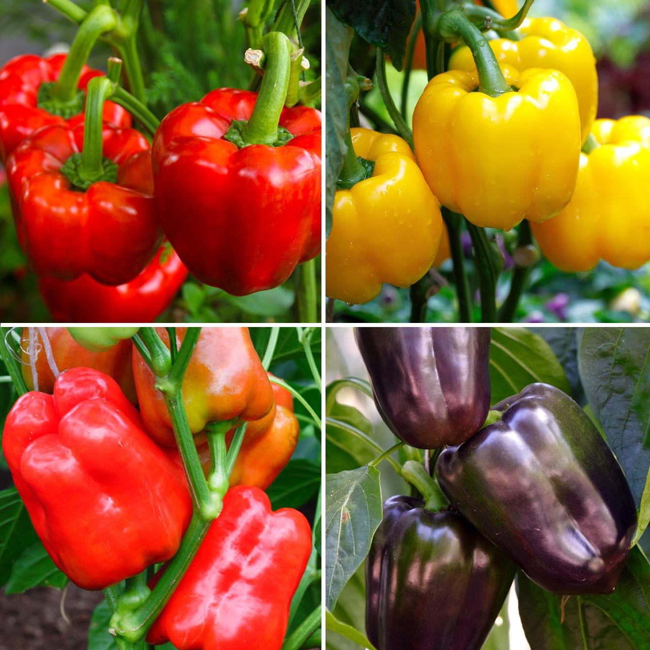 thumbnail image 2 of ORGANIC SEED Pepper: Sweet Pepper Medley -Prairie Road Organic – Prairie Road Organic Seed 2 of 13