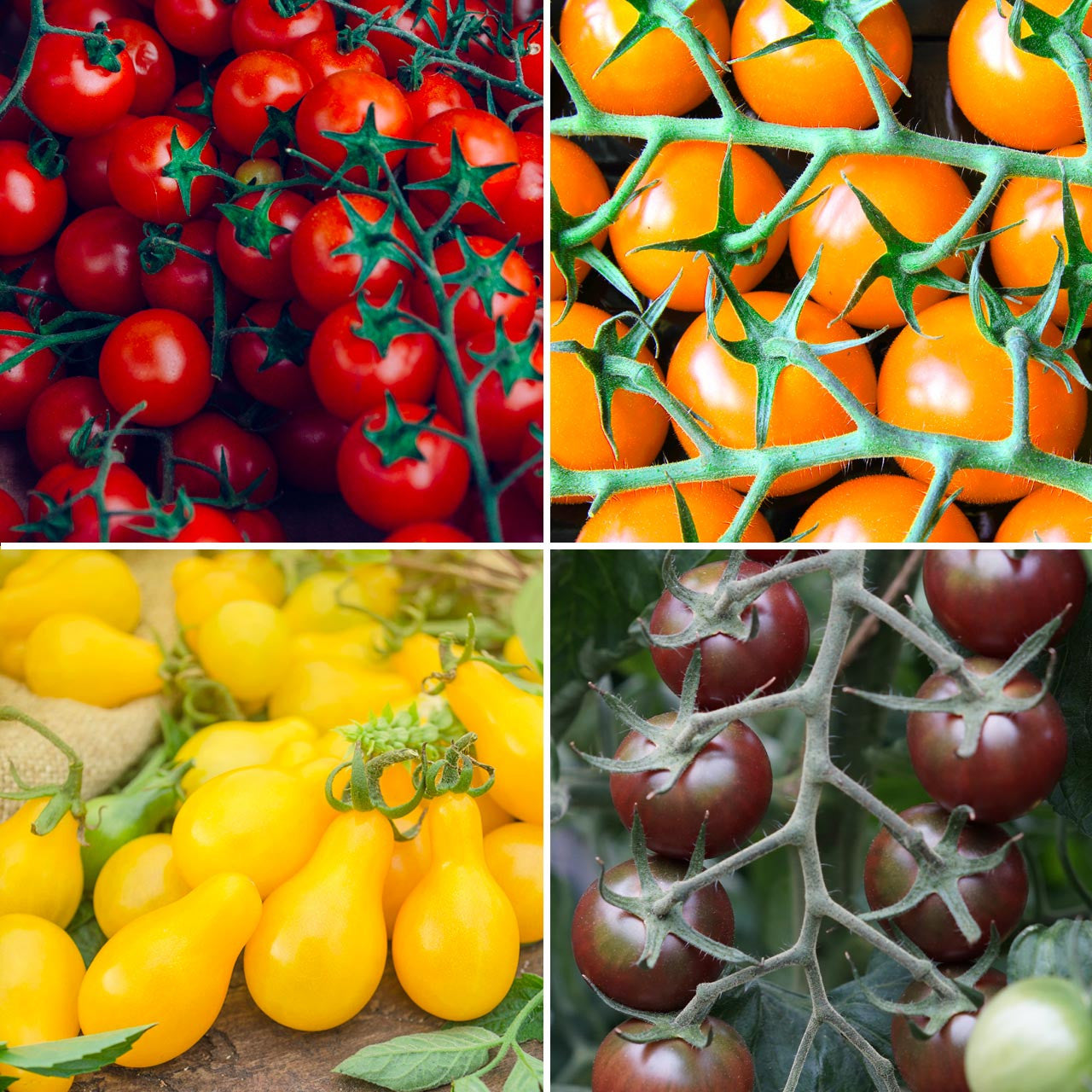 Cherry Tomato Varieties Heirloom Cherry Tomato Mix Heirloom Tim's