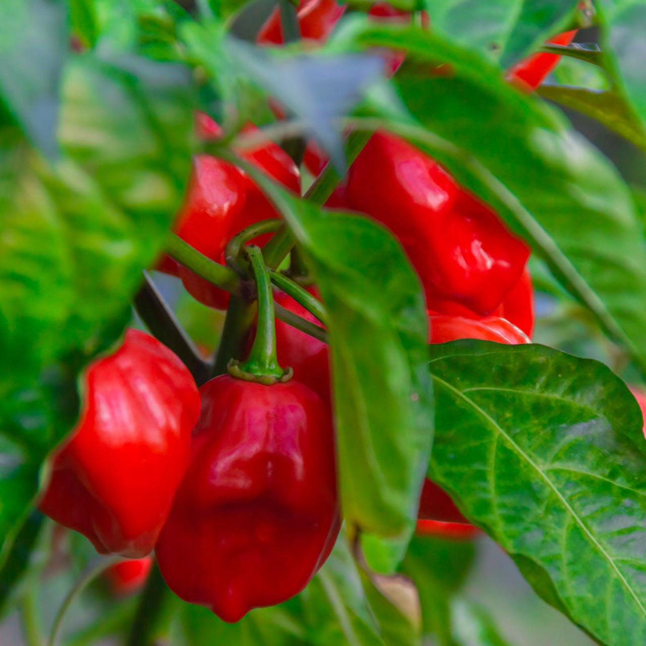 planting habanero pepper seeds Red Habanero Pepper (Capsicum annuum)