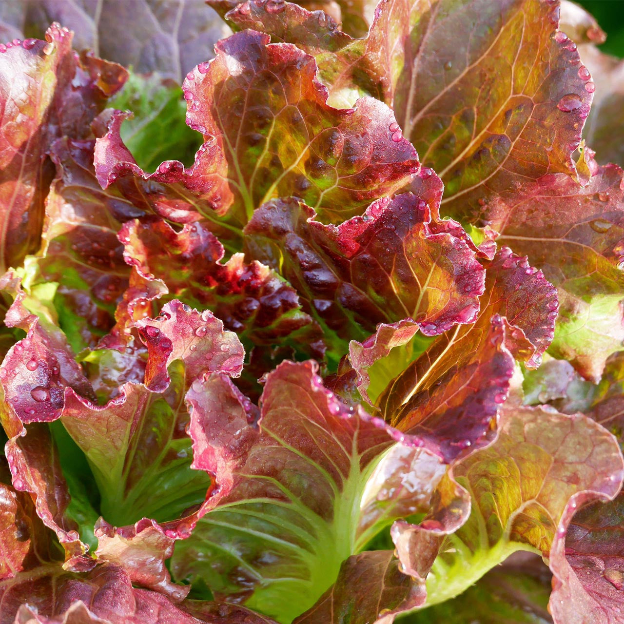 garden lettuce seeds Red Oakleaf Lettuce (Lactuca sativa)