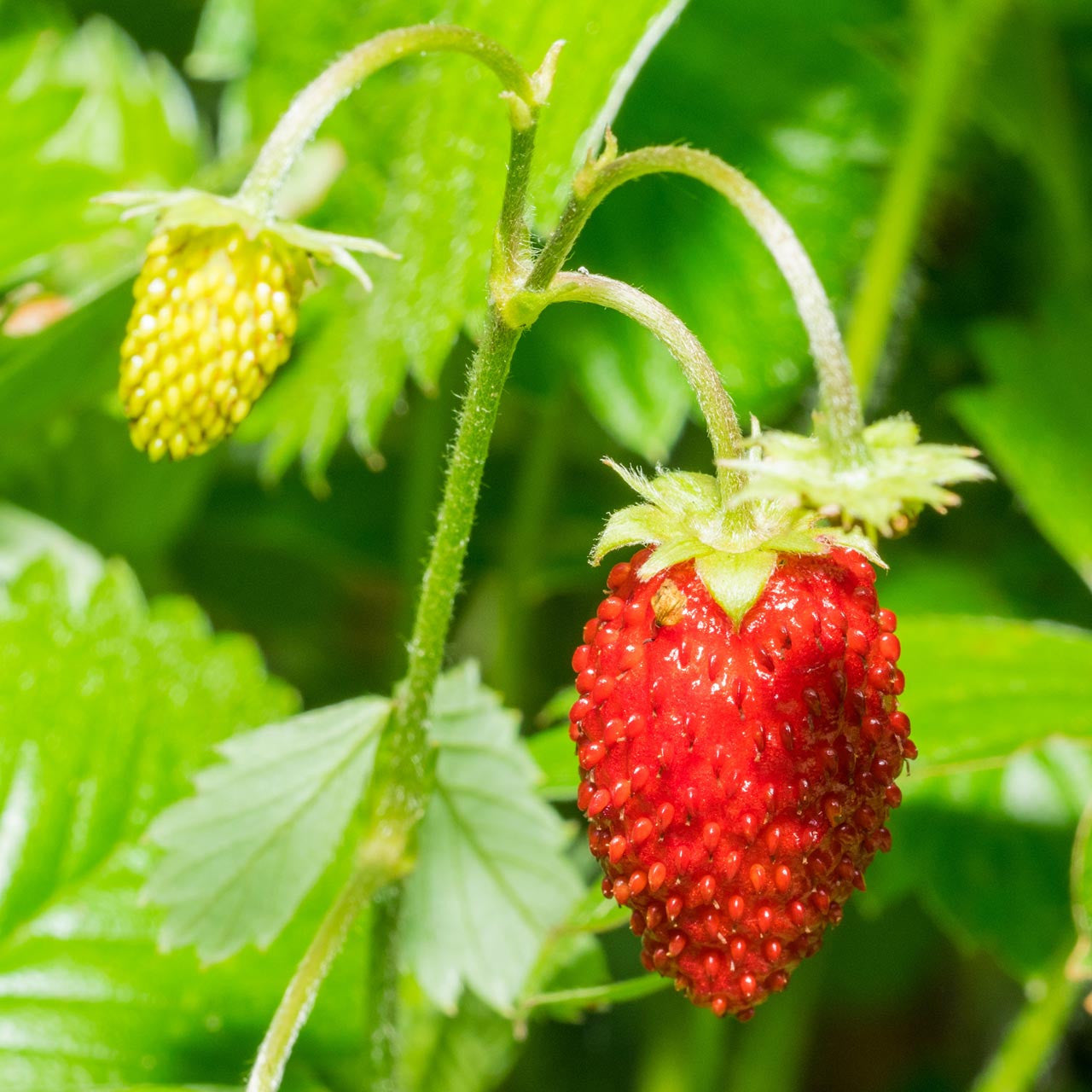 alexandria alpine strawberry seeds Alexandria Alpine Strawberry (Fragaria vesca) Perennial