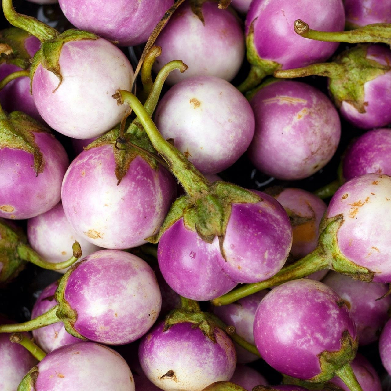 rosa bianca eggplant seeds Rosa Bianca Eggplant (Solanum melongena)