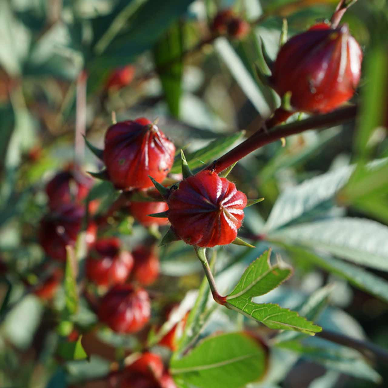 roselle flower seeds Roselle Hibiscus (Hibiscus sabdariffa) Perennial