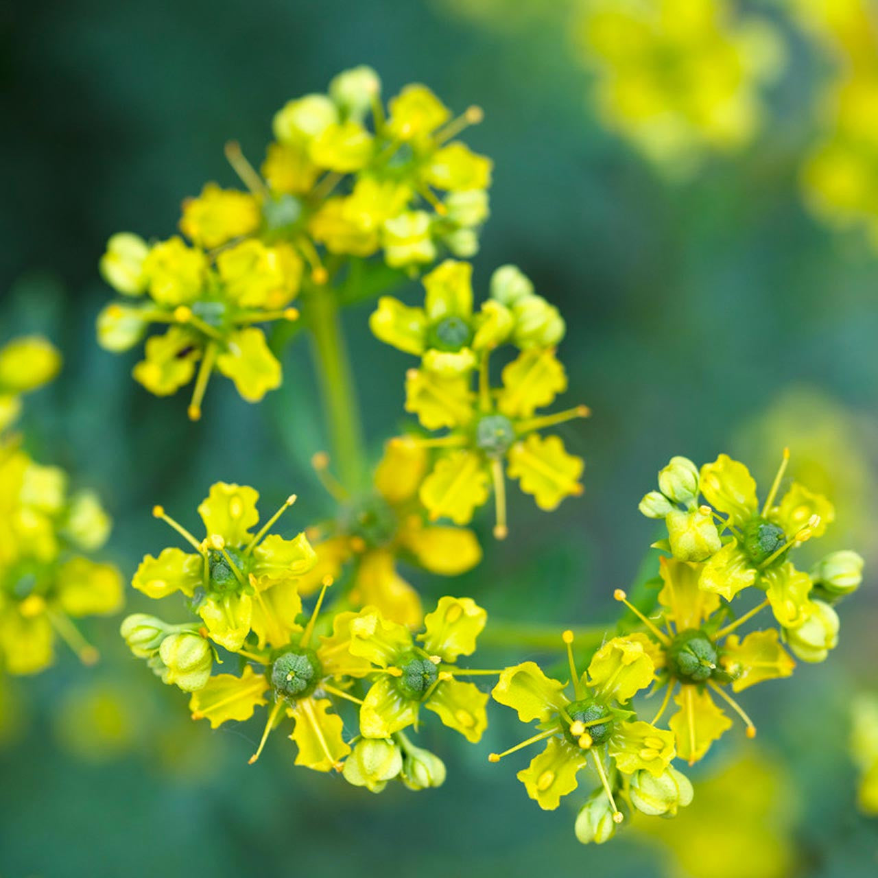 rude plant seeds Rue (Ruta graveolens) Perennial