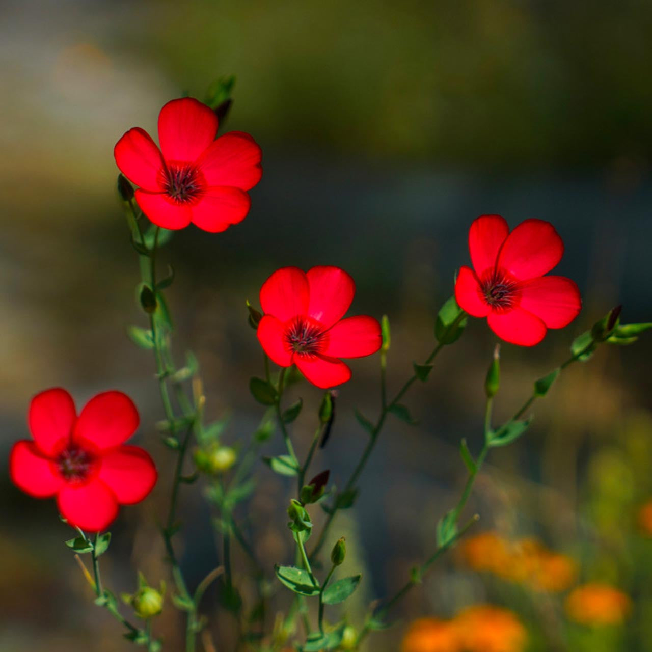 red flax flower seeds Scarlet Flax (Linum grandiflorum)
