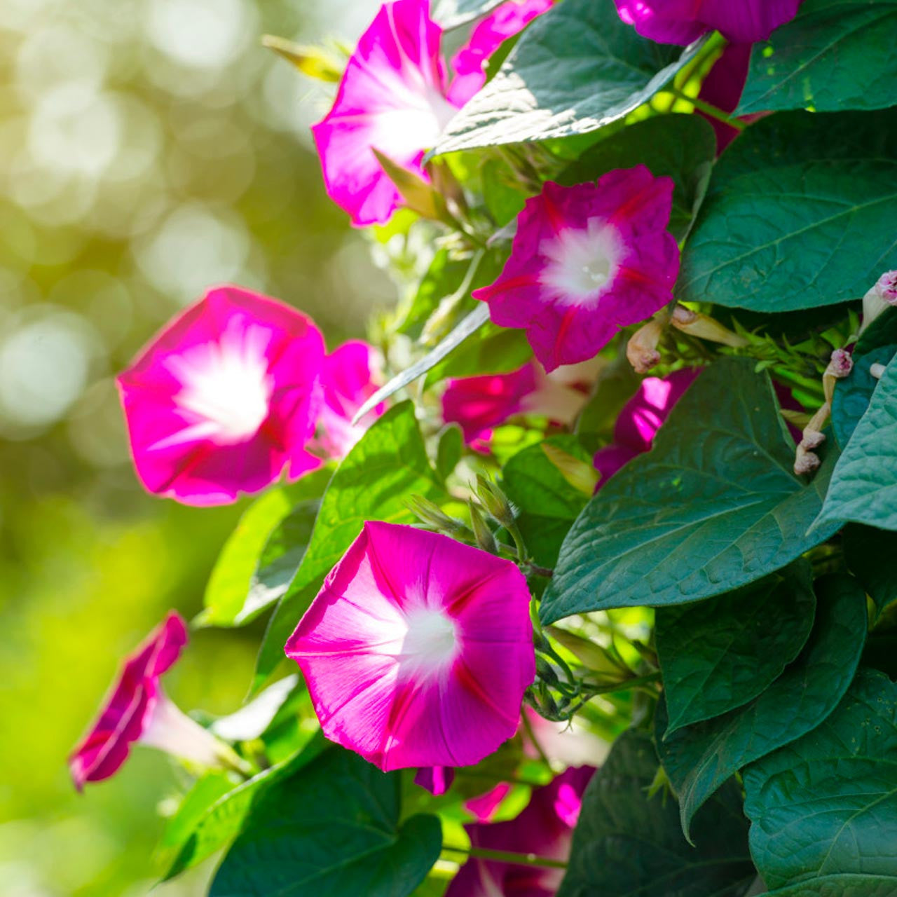 morning glory scarlet o'hara seeds Scarlett O'Hara Morning Glory (Ipomoea nil)