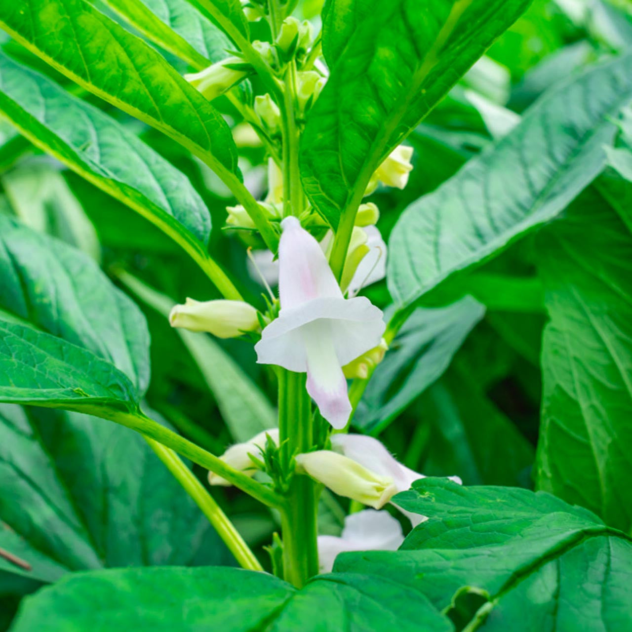 sesame seed plants for sale Sesame (Sesamum indicum)