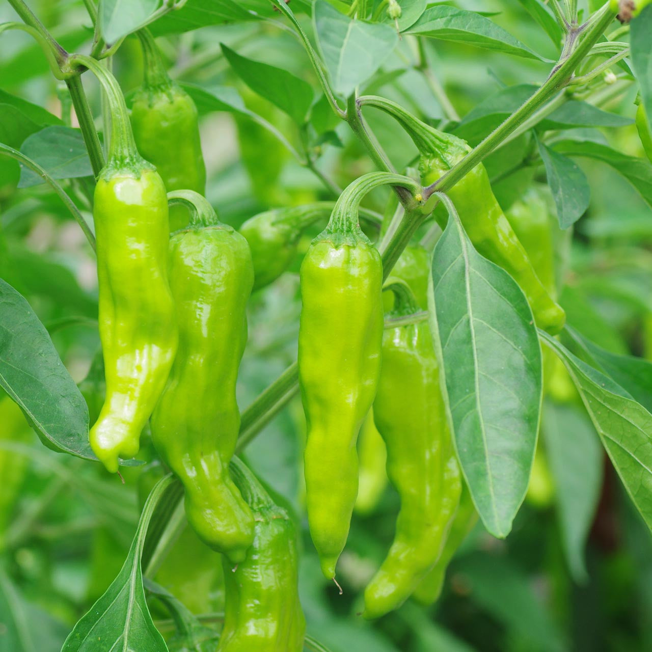 planting shishito pepper seeds Shishito Pepper (Capsicum annuum)
