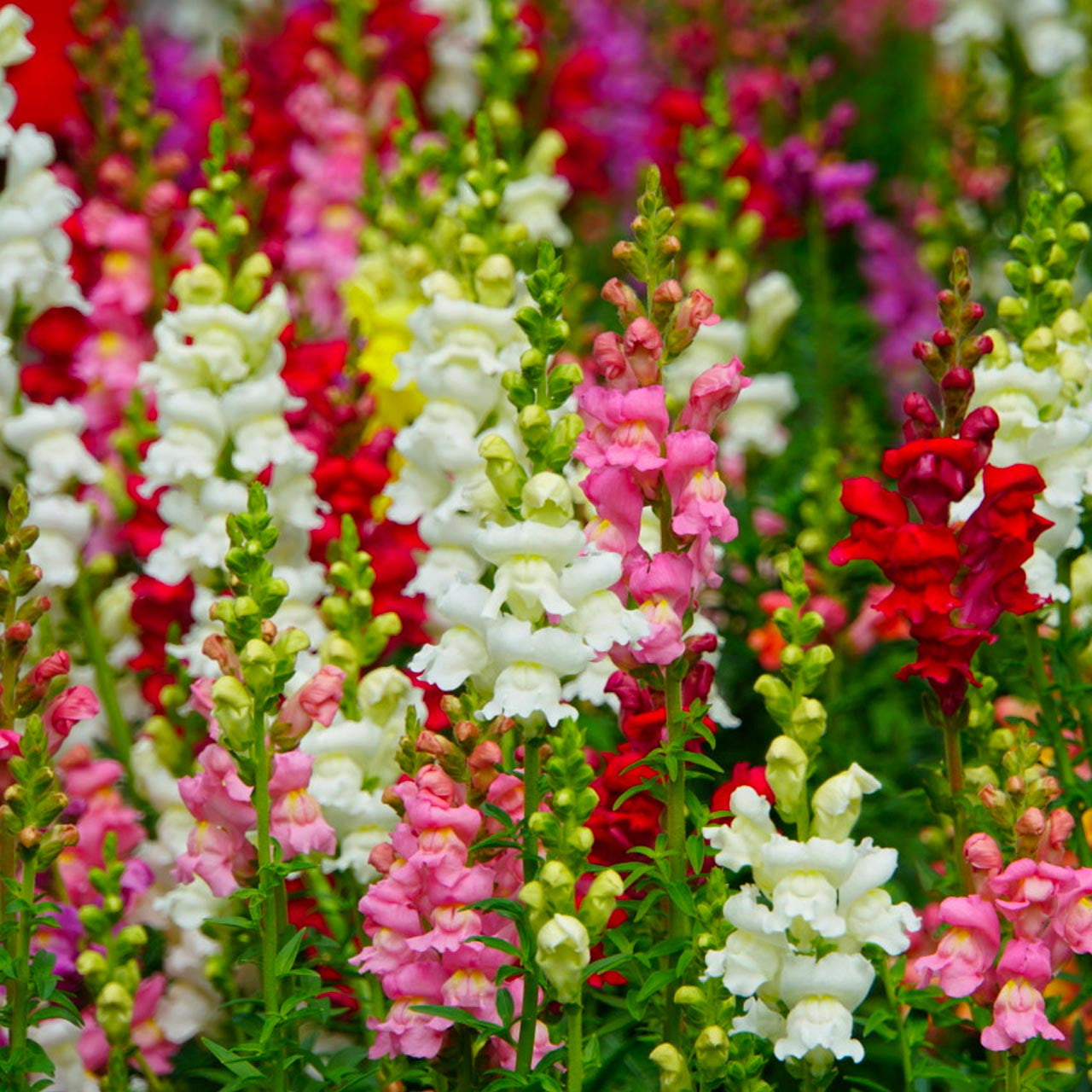 anthurium snapdragon Snapdragon Maximum Mix (Antirrhinum majus maximum)