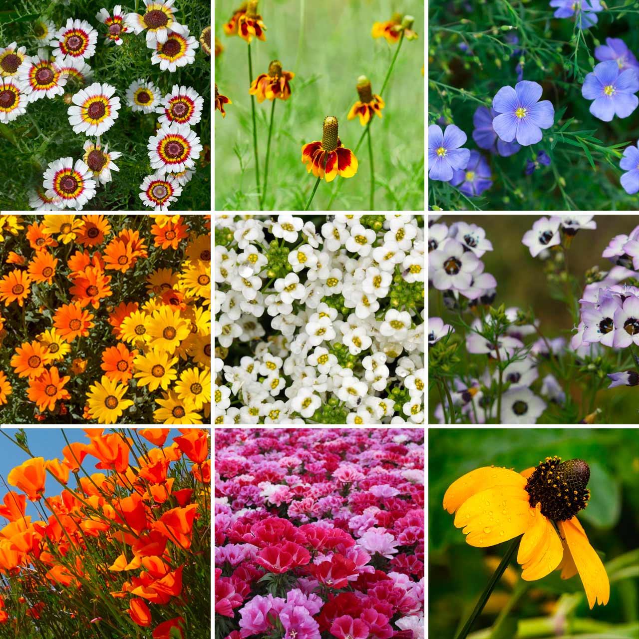 southwest wildflower seeds Annie’s Southwest Wildflower Mix